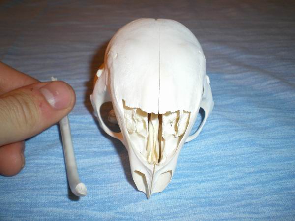 Cranio di Istrice